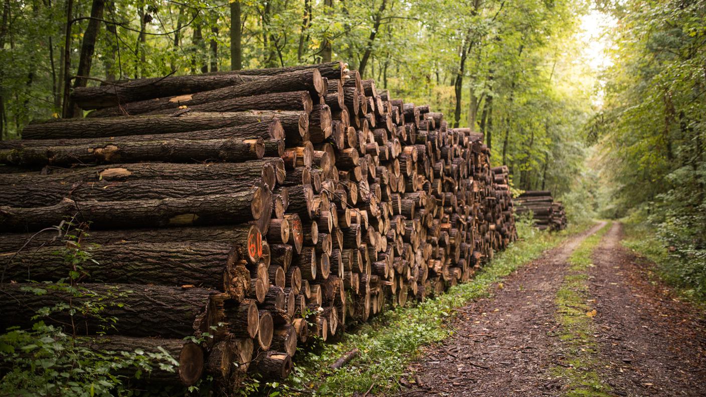 Foresta, Ceppo, Legno, Catasta, bosco