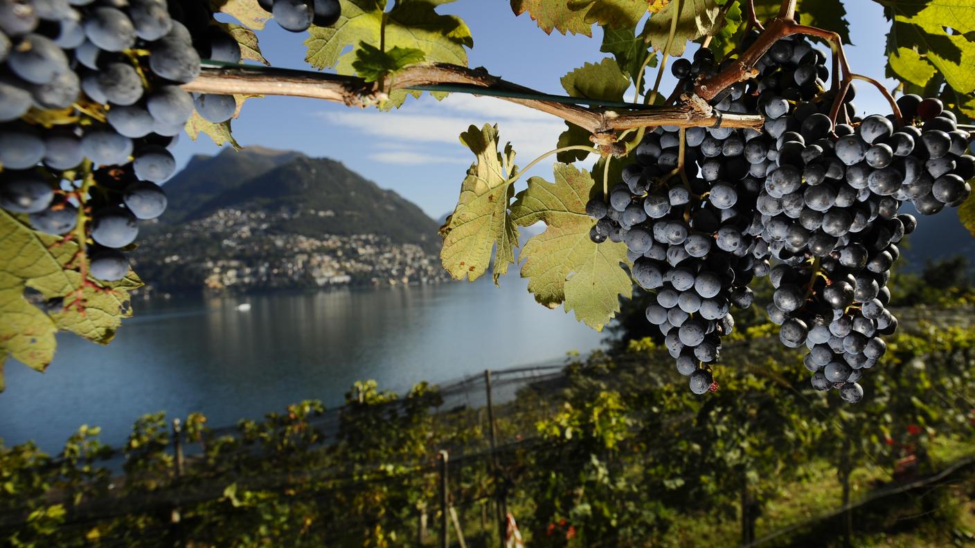 vigna uva - vino