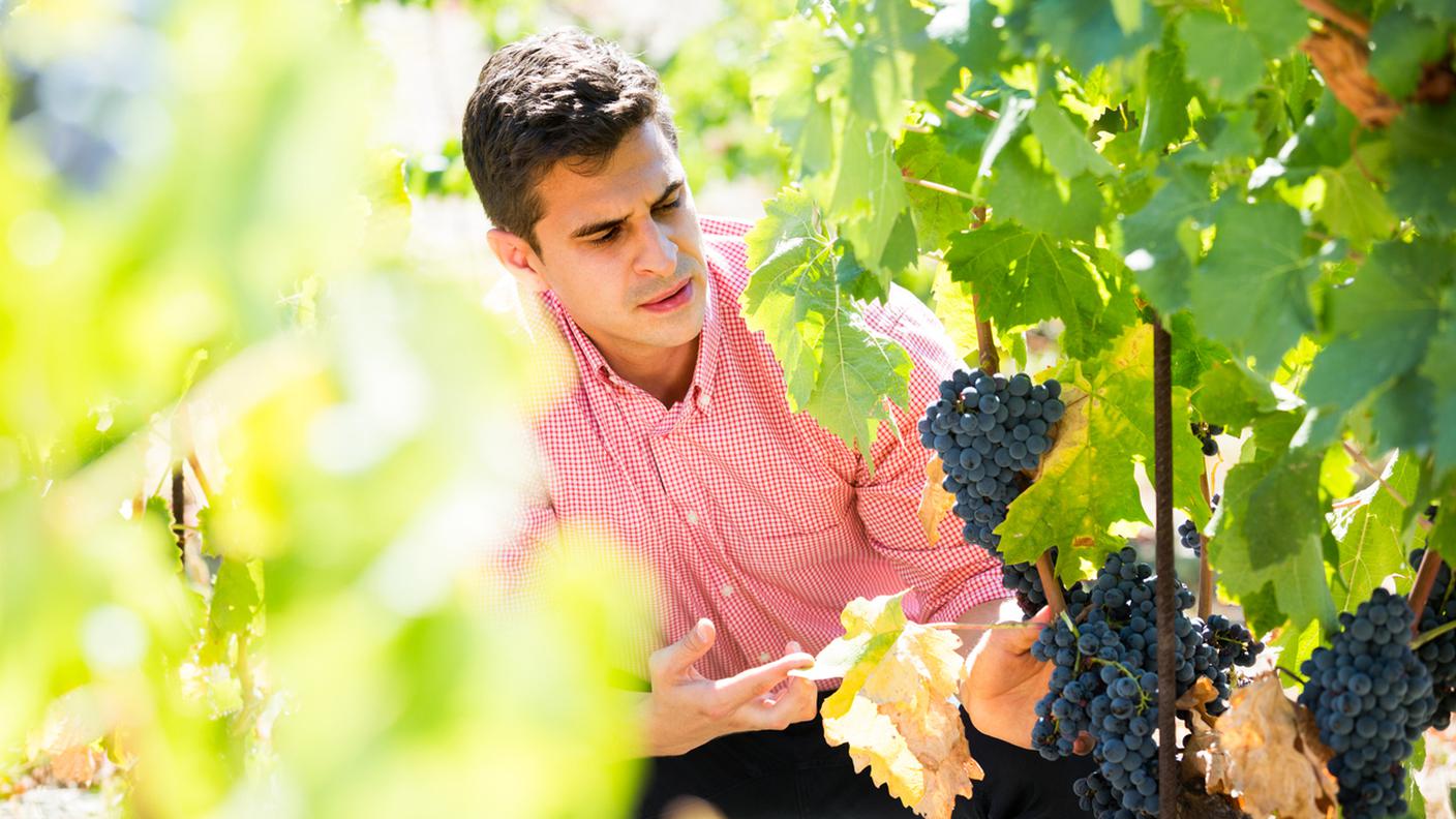 Tecnico vitivinicolo, uva, acini, grappoli