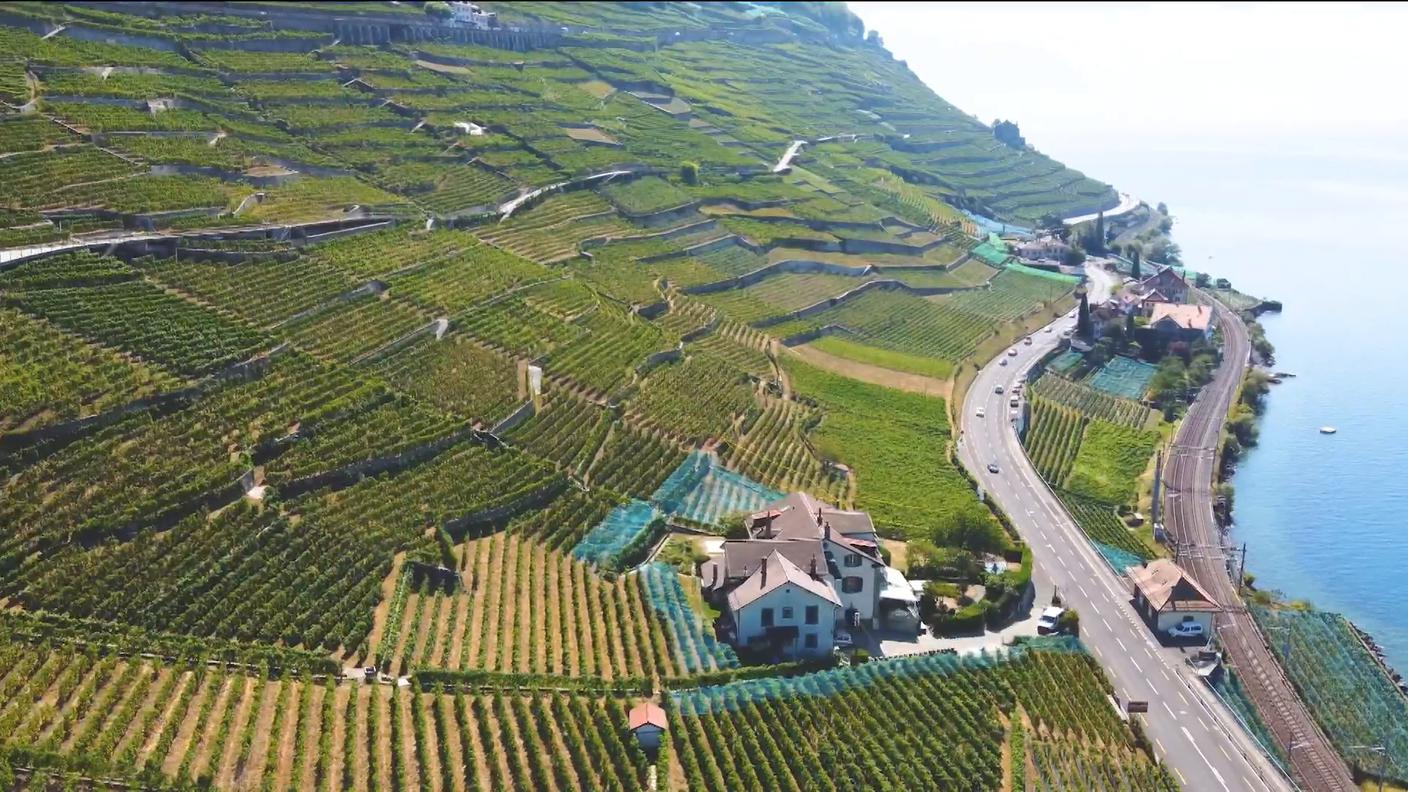 Vitigno di Chasselas