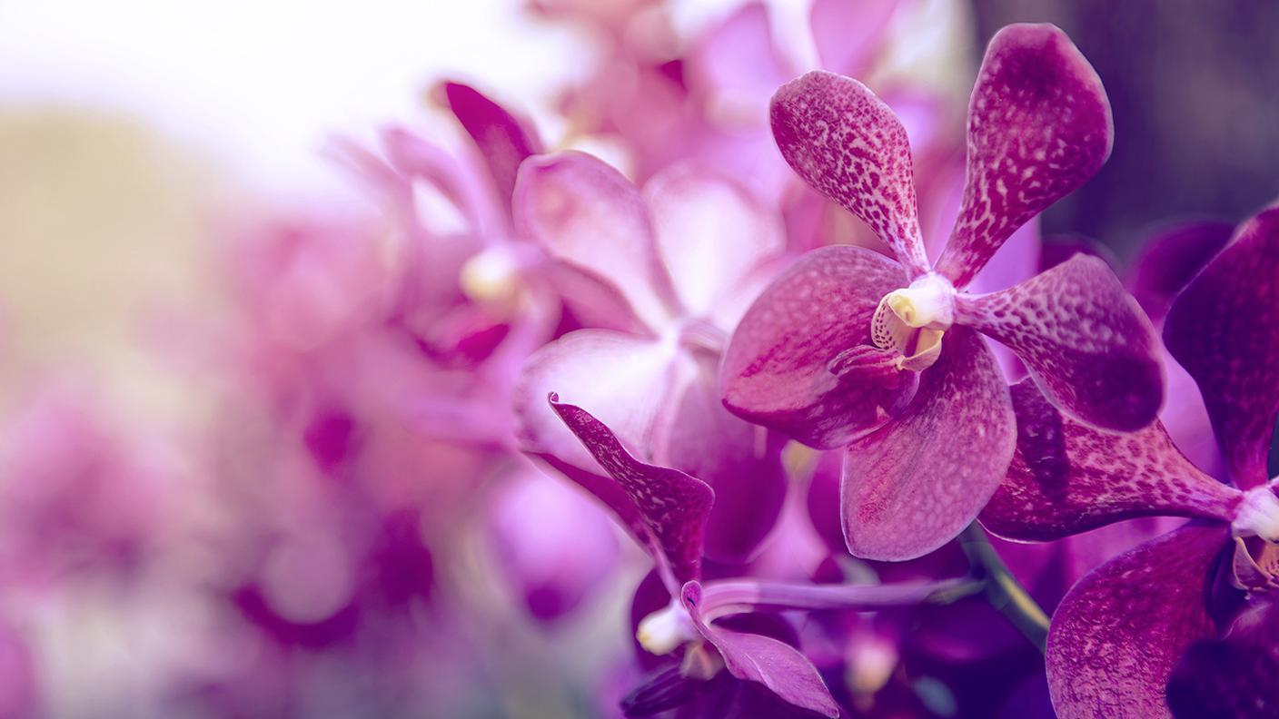 orchidea viola