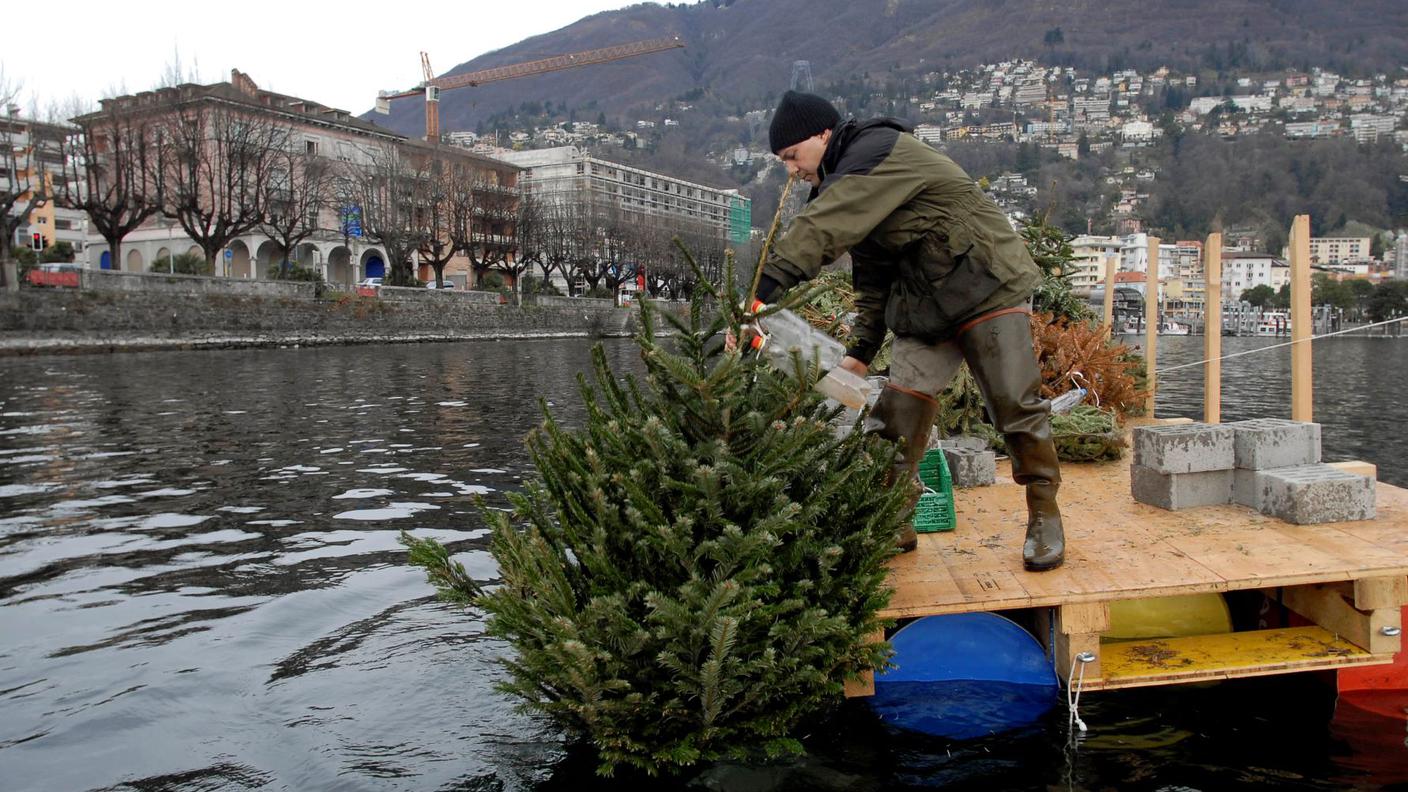 Locarno: immersione di alberelli nel lago Verbano per facilitare la deposizione di uova del pesce persico