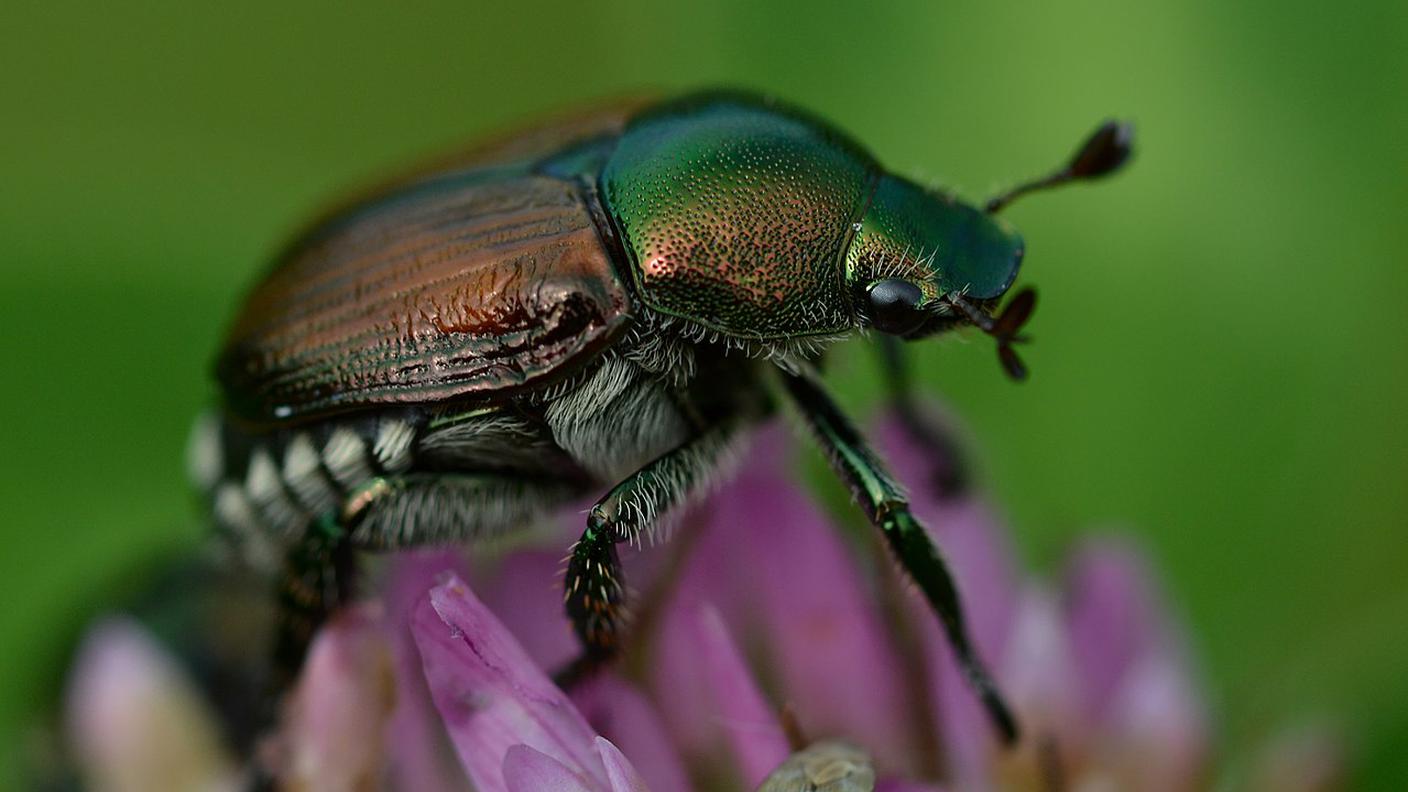 La Popillia Japonica, o coleottero giapponese