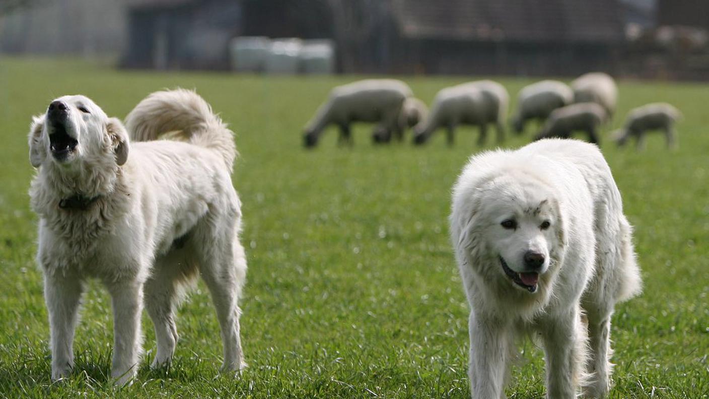 Cani da protezione delle greggi