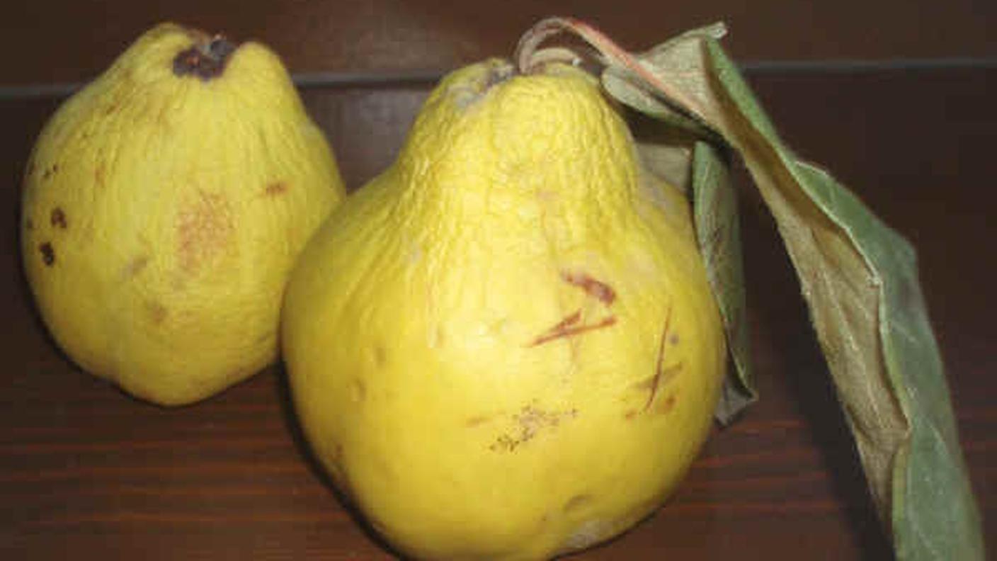Cotogno frutto - cotogna
