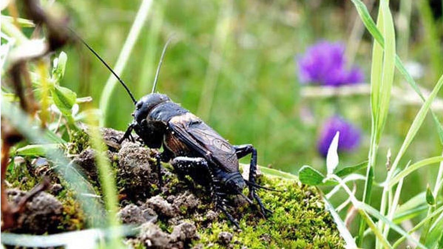 Grillo campestre Ã¨ lâ™animale dellâ™anno 2014. Â© Fabian Biasio.jpg