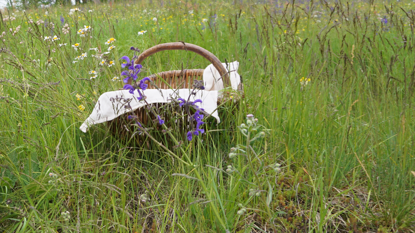 Tra le erbe selvatiche