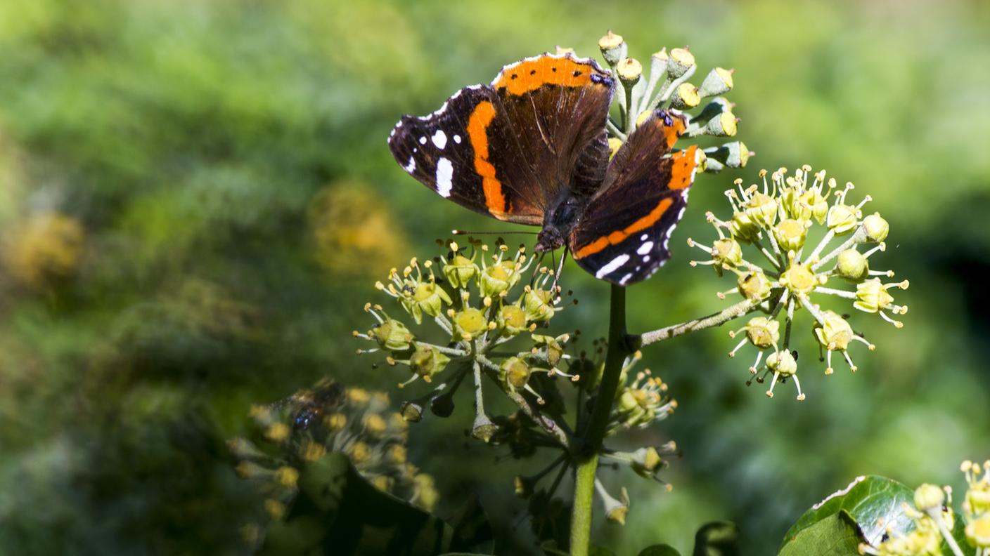 La misura era già stata rinviata due volte