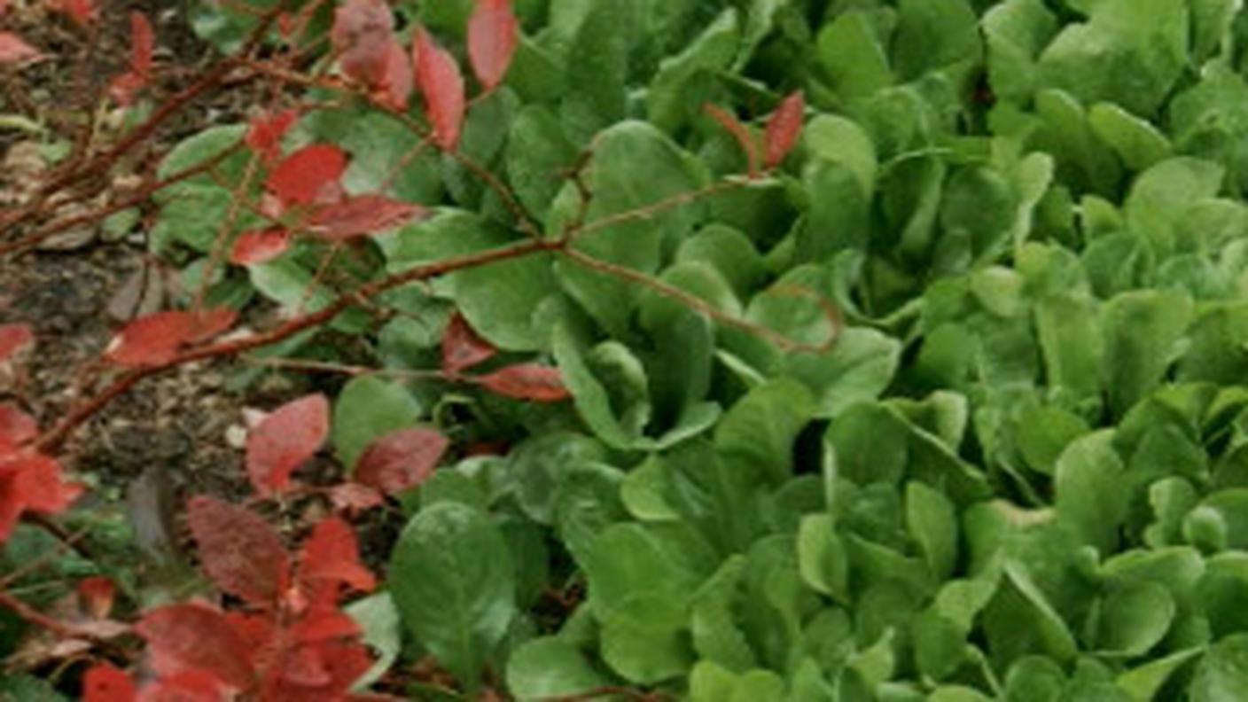 Orto e verdure invernali