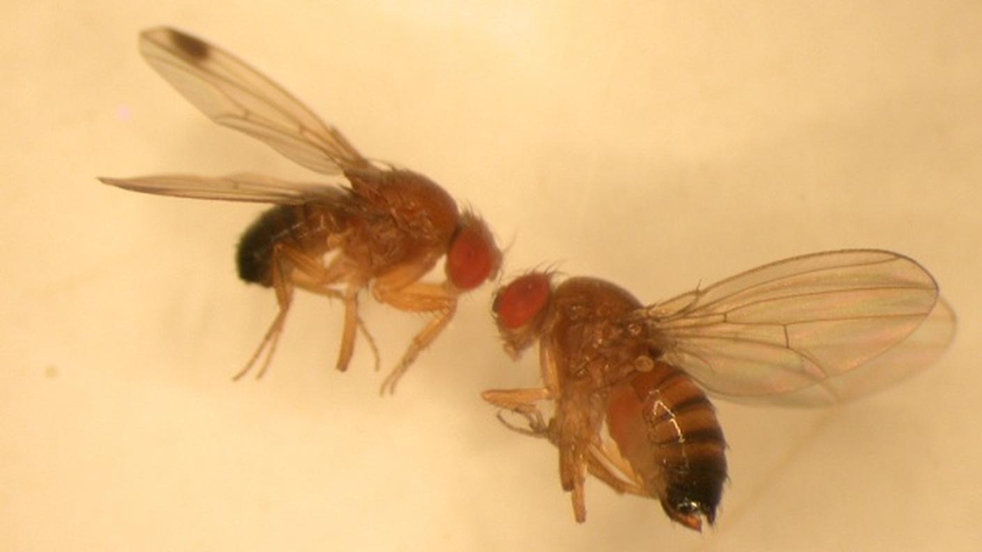 moscerino suzukii drosophila