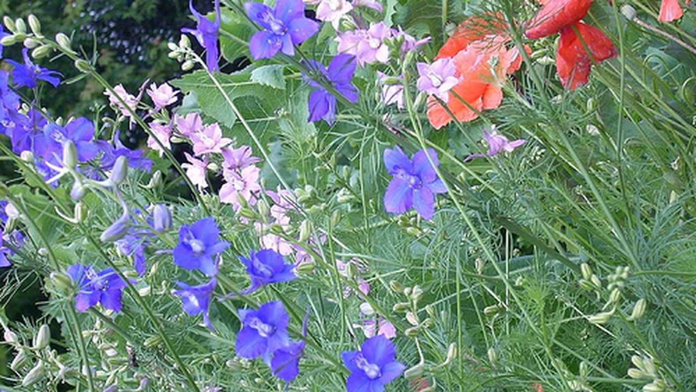 fiori selvatici.jpg
