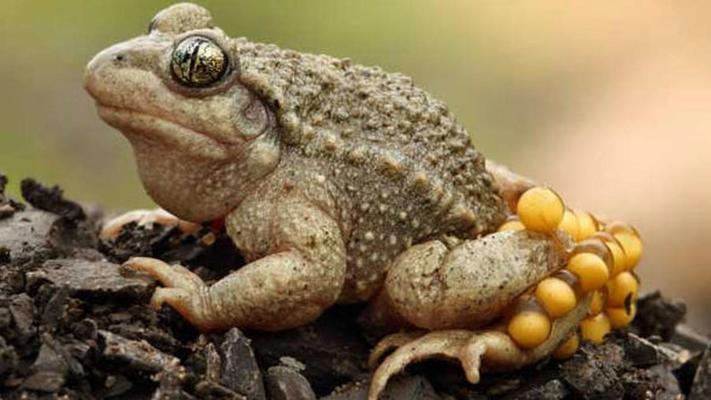Il rospo ostetrico è l’animale dell’anno 2013 (© Dave Augustin)