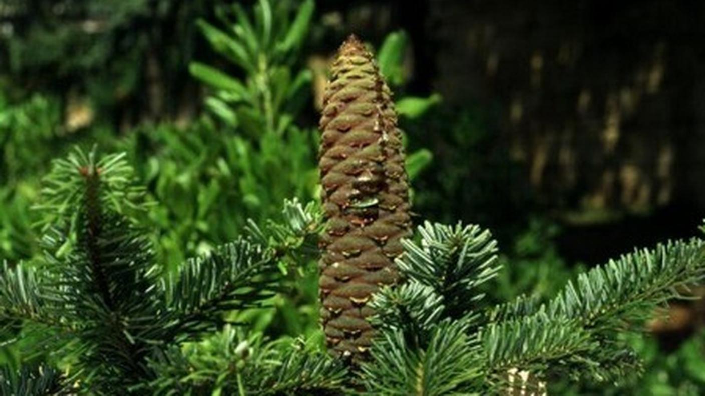 abete-bianco.jpg