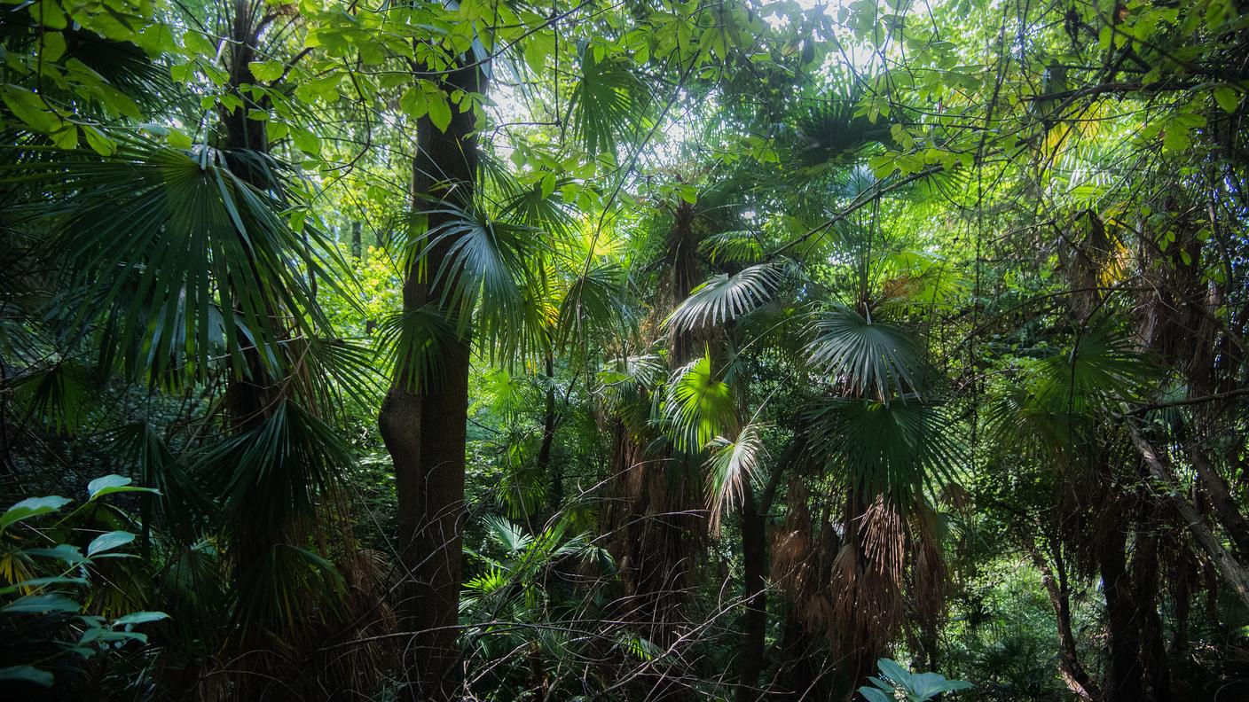 Scorcio nel bosco sopra Solduno (frazione di Locarno) con alcune specie di piante autoctone mescolate con alcune specie importate esotiche