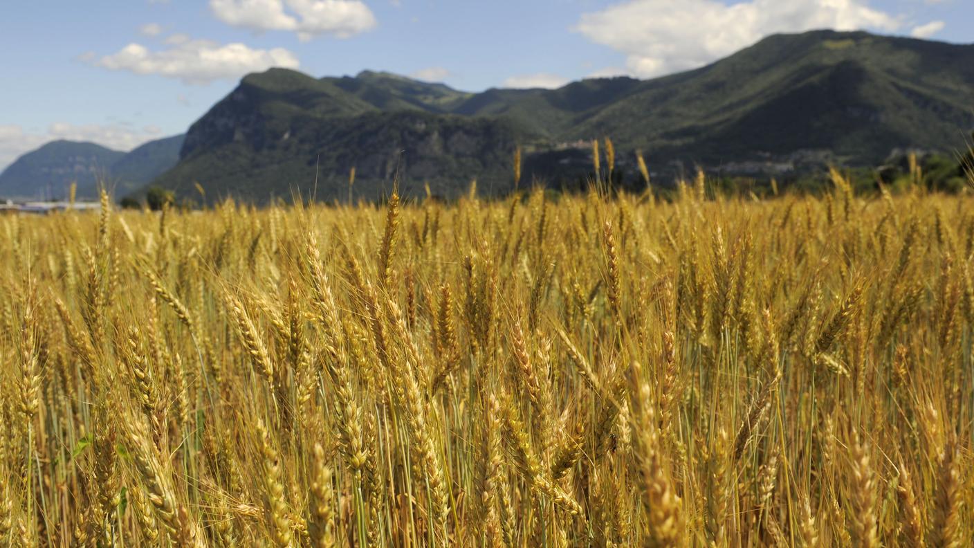 Un campo di grano nel Mendrisiotto