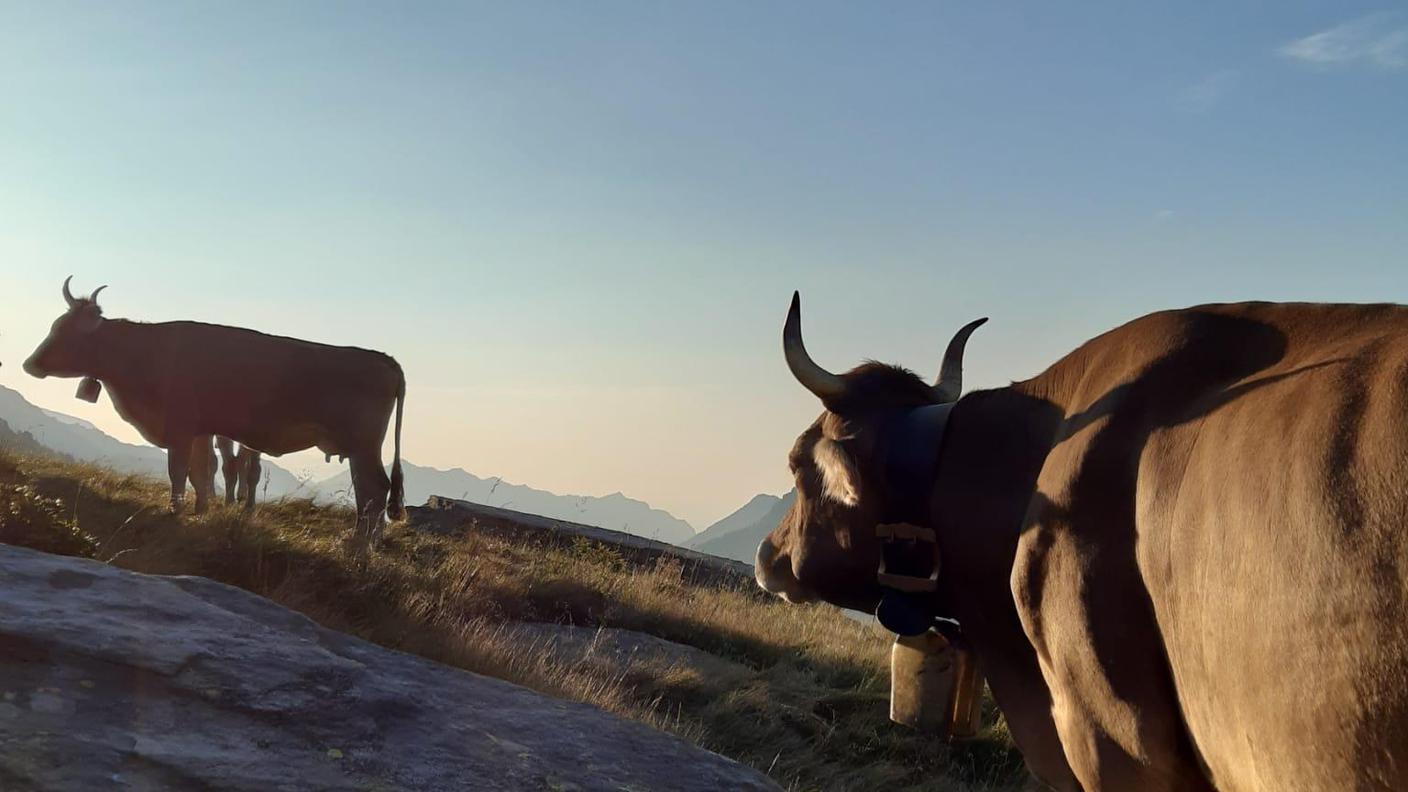 Azienda Agricola Ambrosini Matteo e Famiglia, Cevio