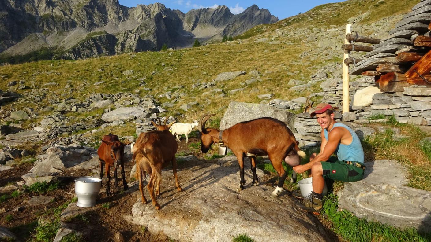 Matteo Ambrosini dell'Azienda Agricola Ambrosini Matteo e Famiglia, Cevio
