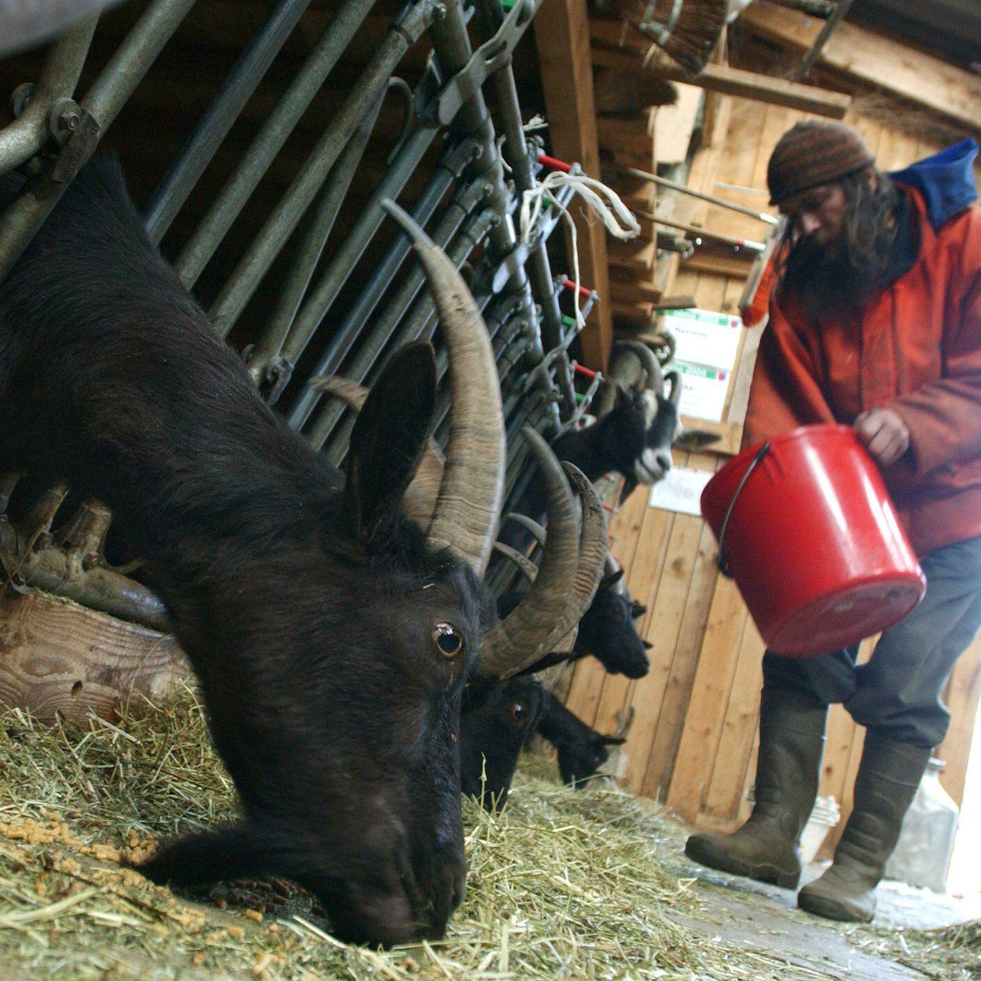 Pascal Favre al lavoro nella sua stalla con le sue capre razza Nera Verzasca