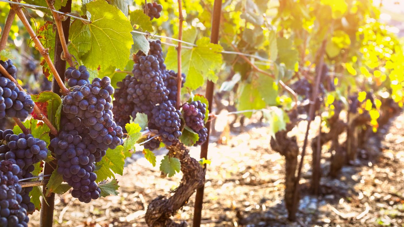 Grappolo di uva nera matura, vite soleggiato vigneti autunnali, vendemmia
