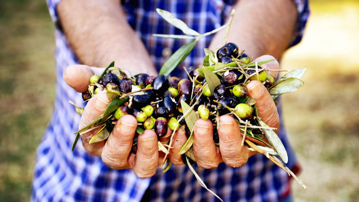 raccolta di olive