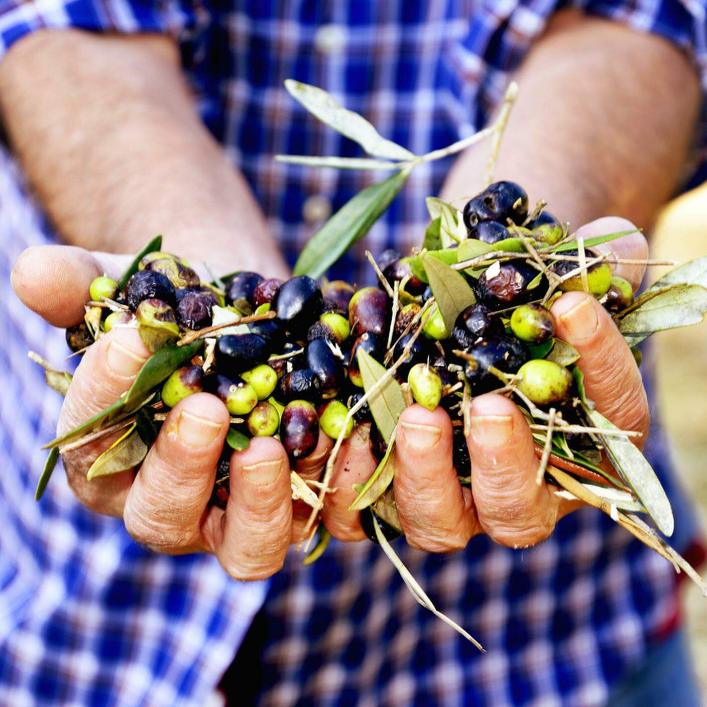 raccolta di olive