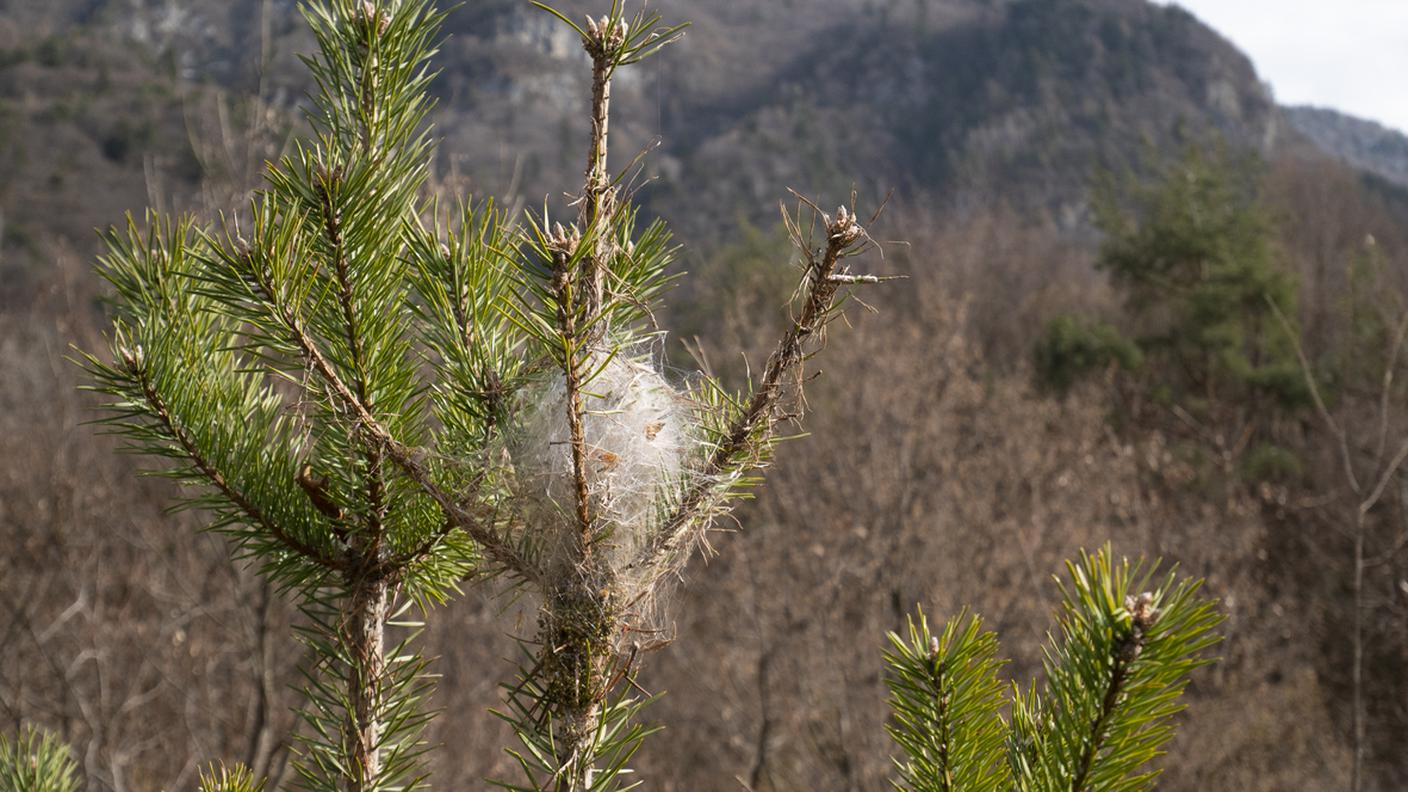 processionaria del pino