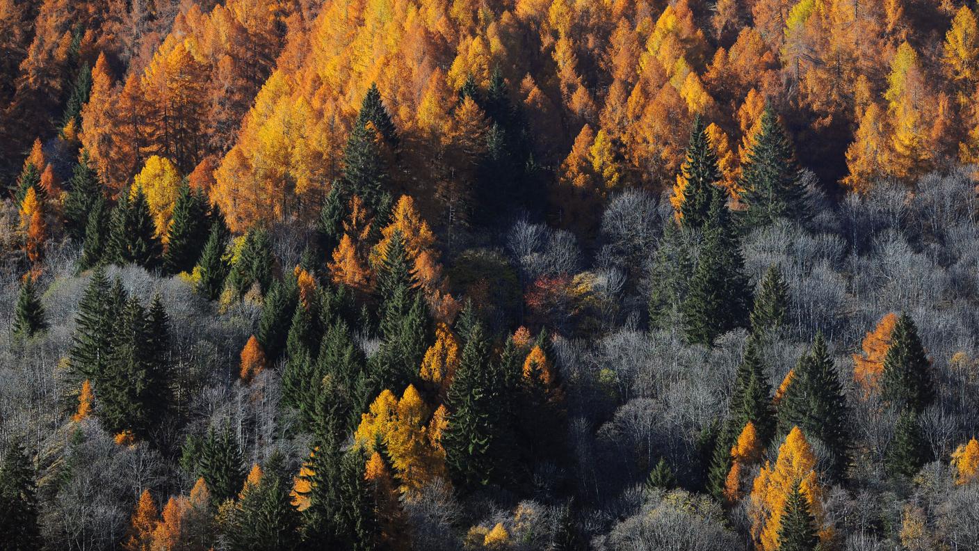 Prato Leventina: il bosco in autunno