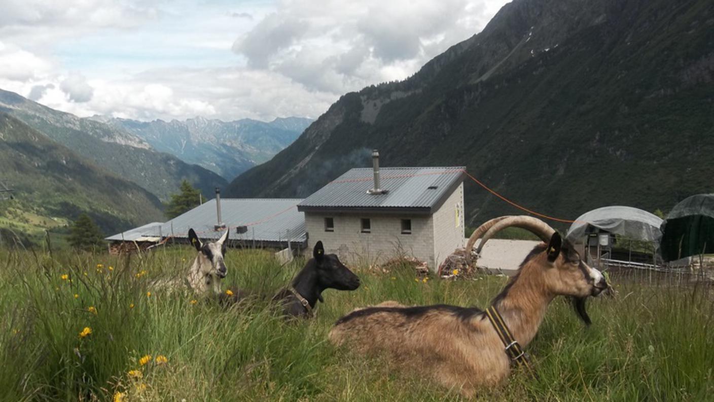 capre Arcioni Bosco Gurin
