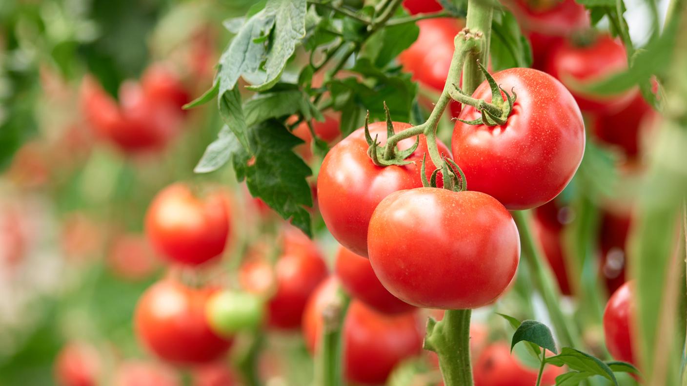 pomodori