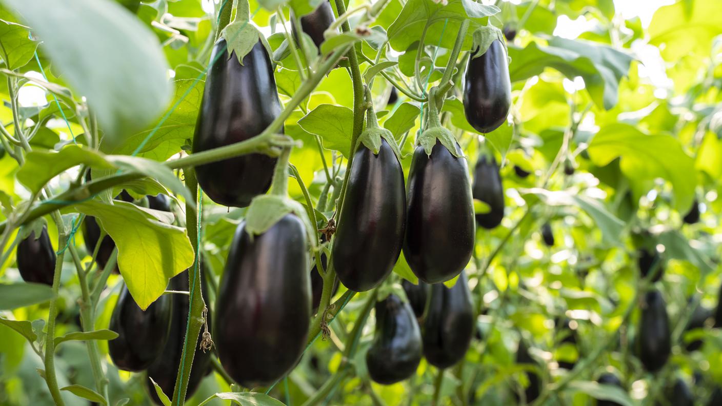 melanzane, orto