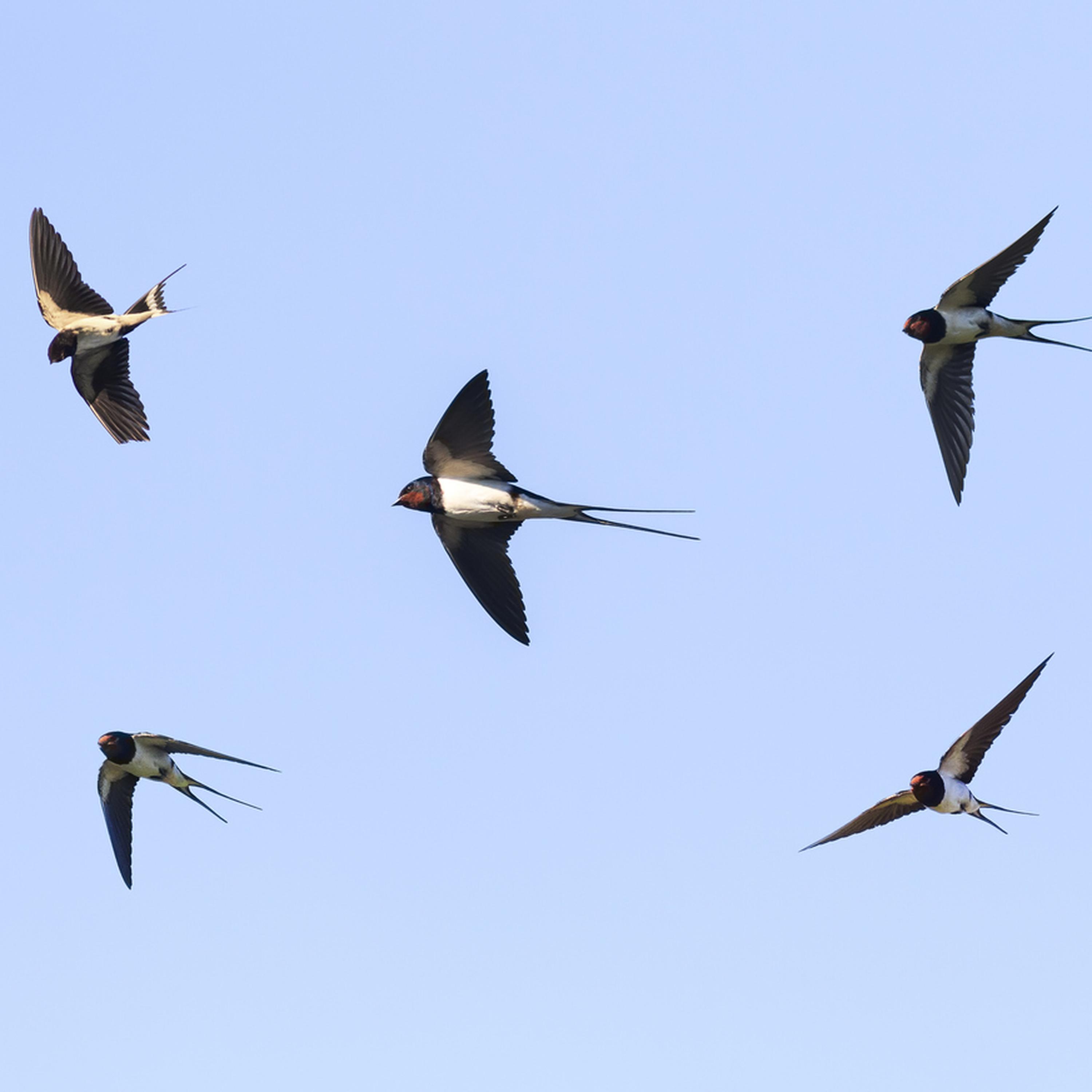 Il ritorno delle rondini ticinesi