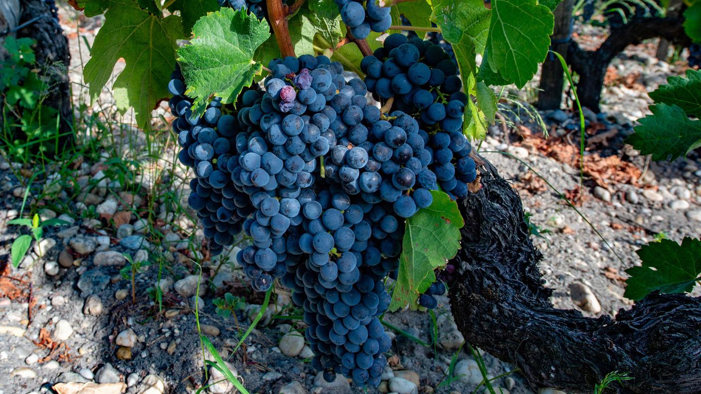 Uva, vino, vendemmia
