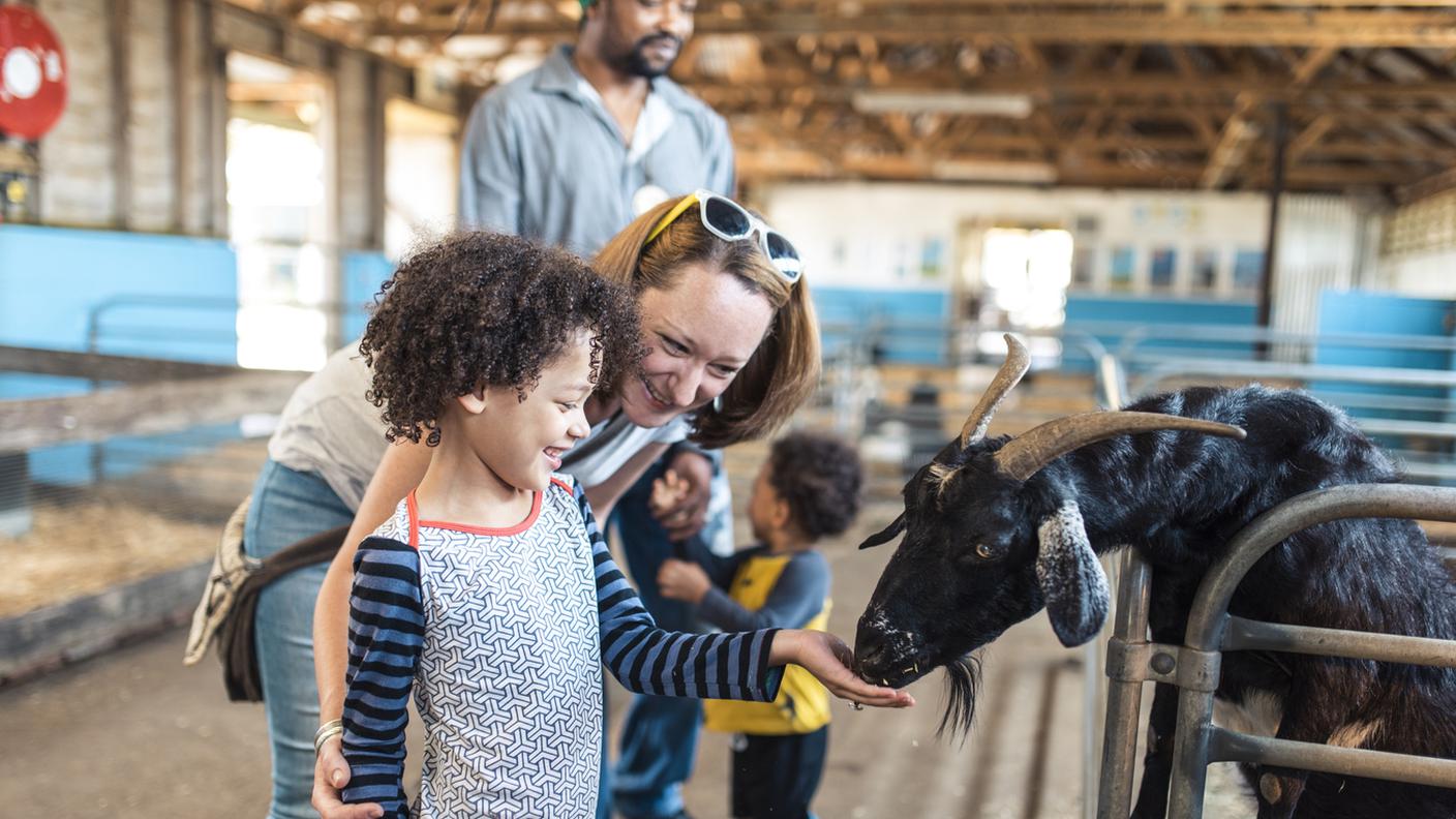 scuola in fattoria, bambino, stalla, mucca, mamma