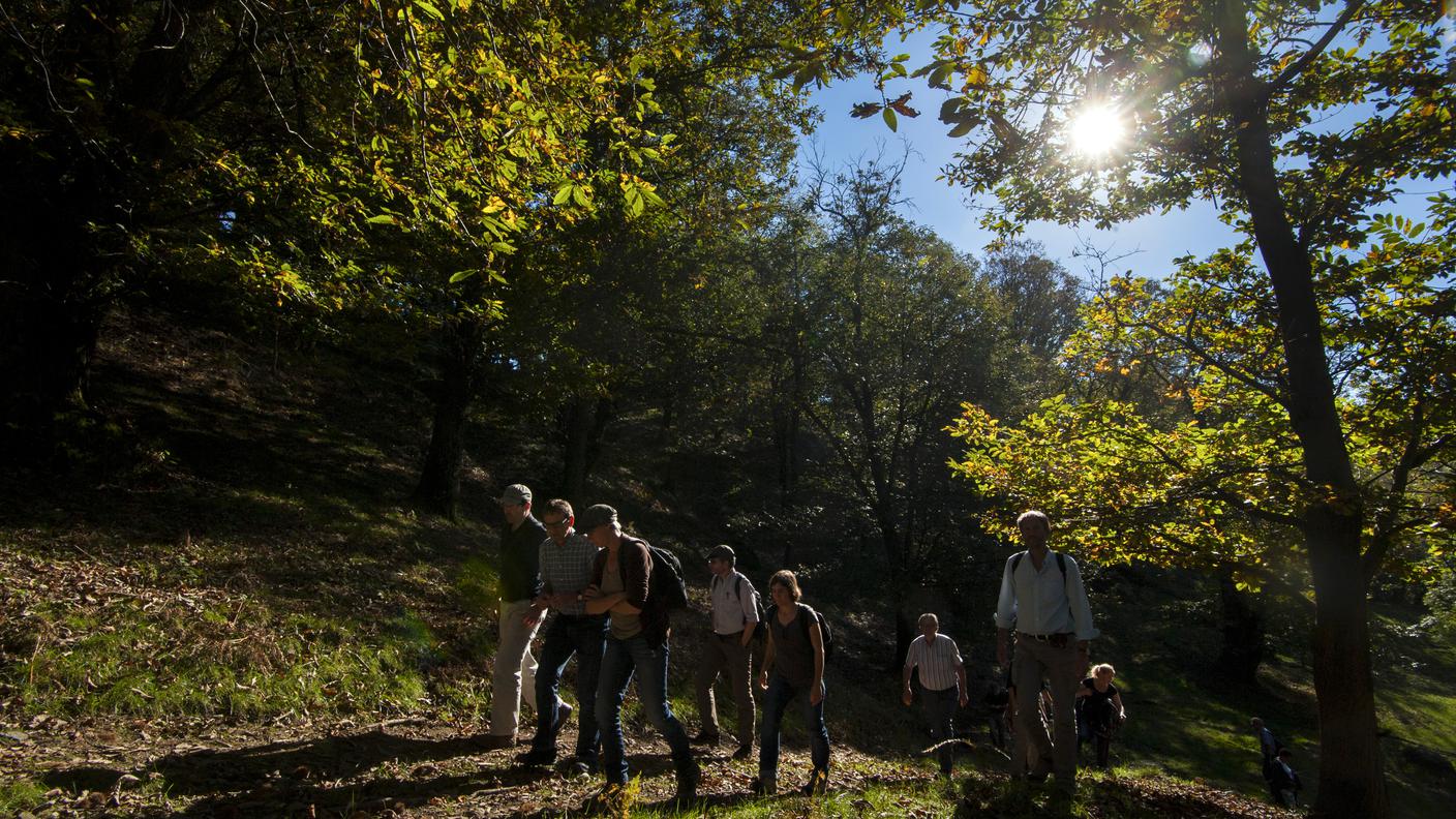 Selva Castanile ad Arosio