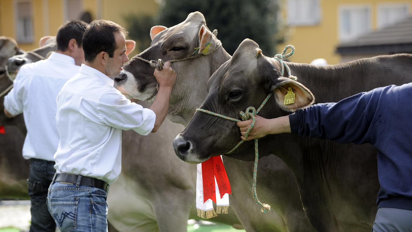 Giubiespo 