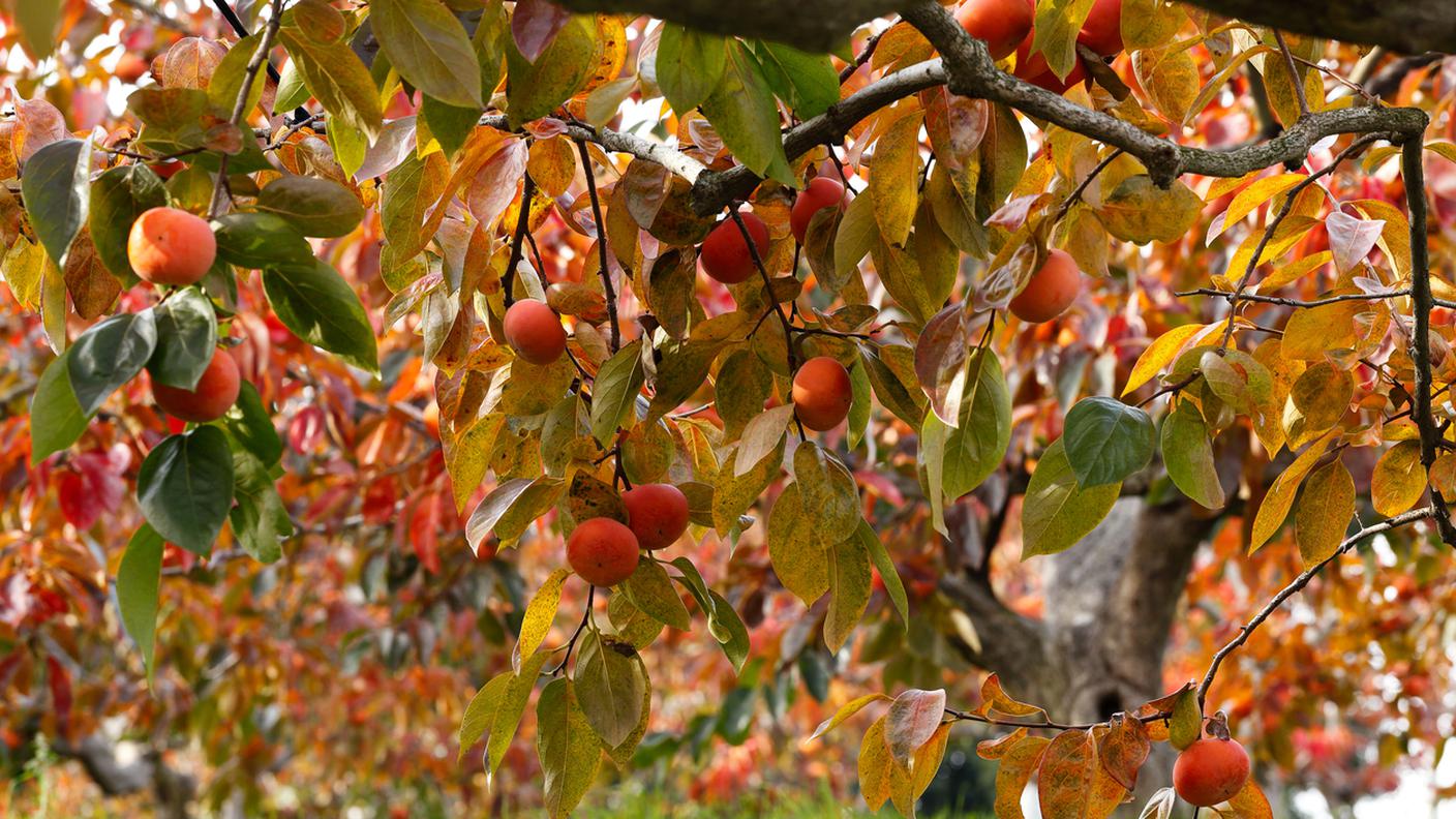 Albero di cachi 