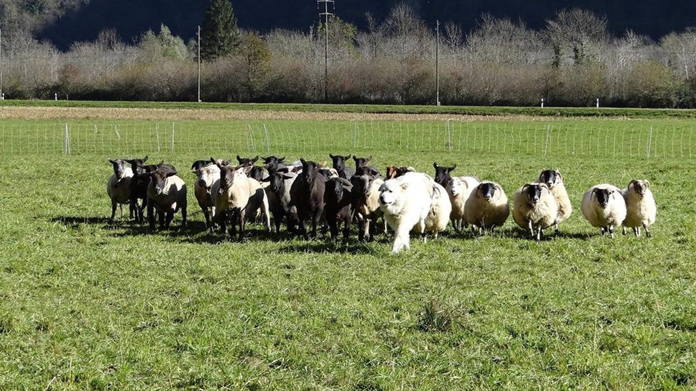 Cani da protezione2, Ora della terra, 08.02.15