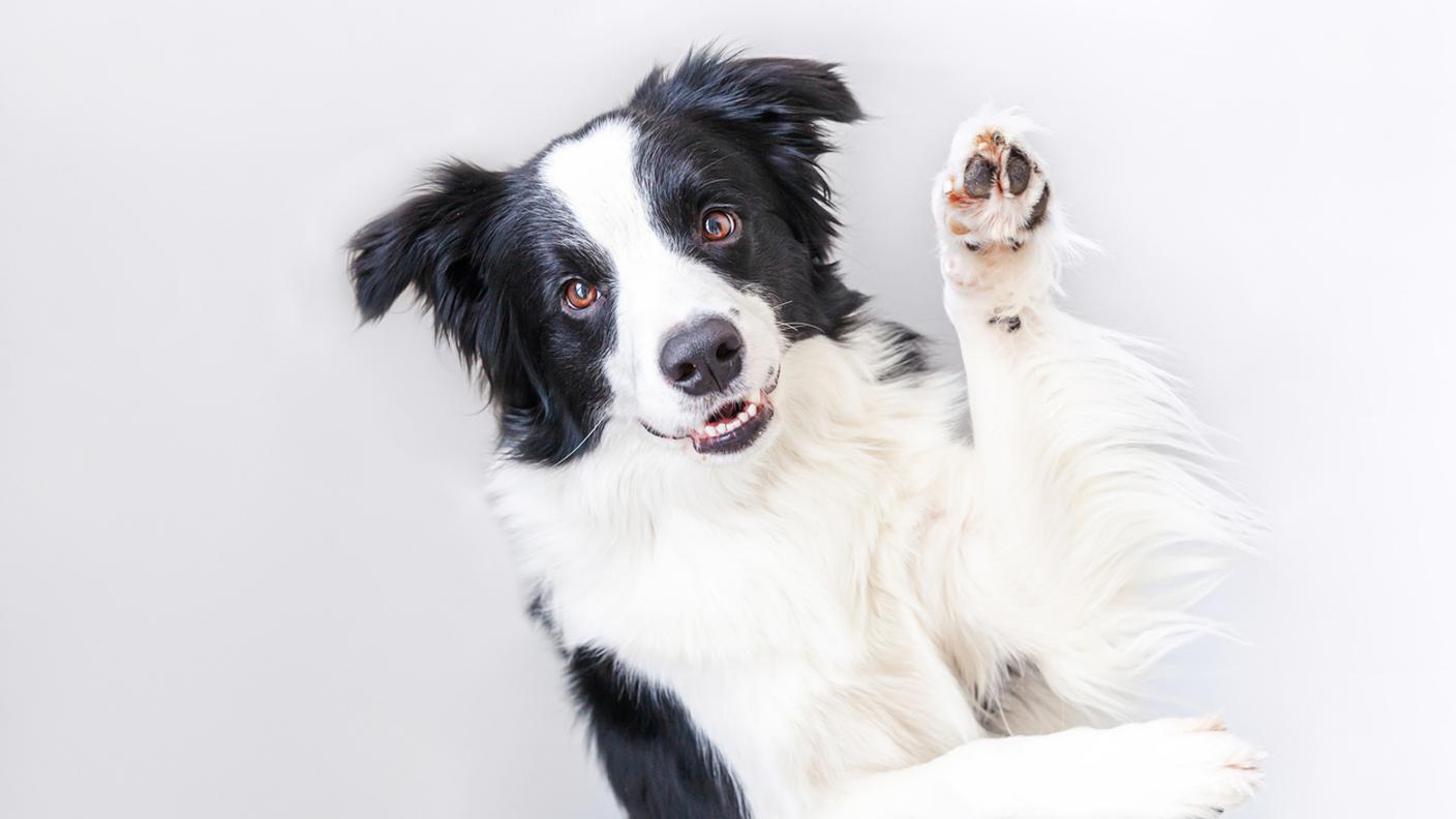 cane razza collie