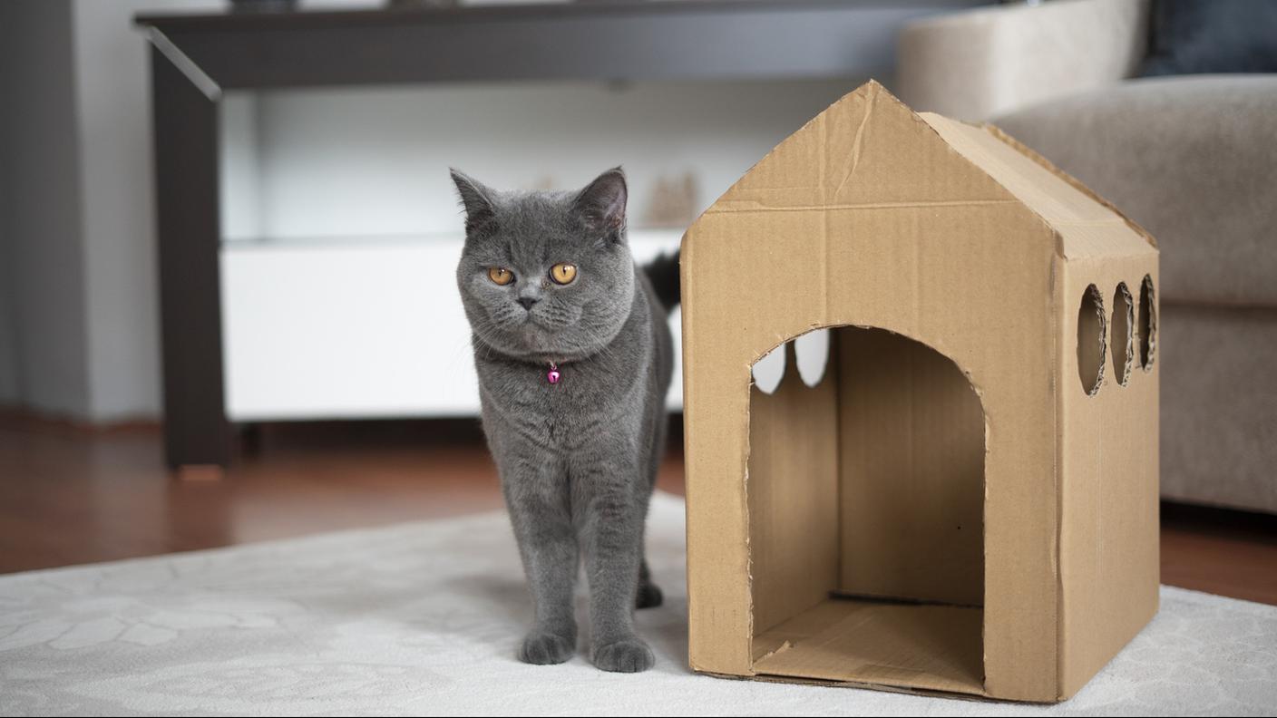 gatto con casa per gatto