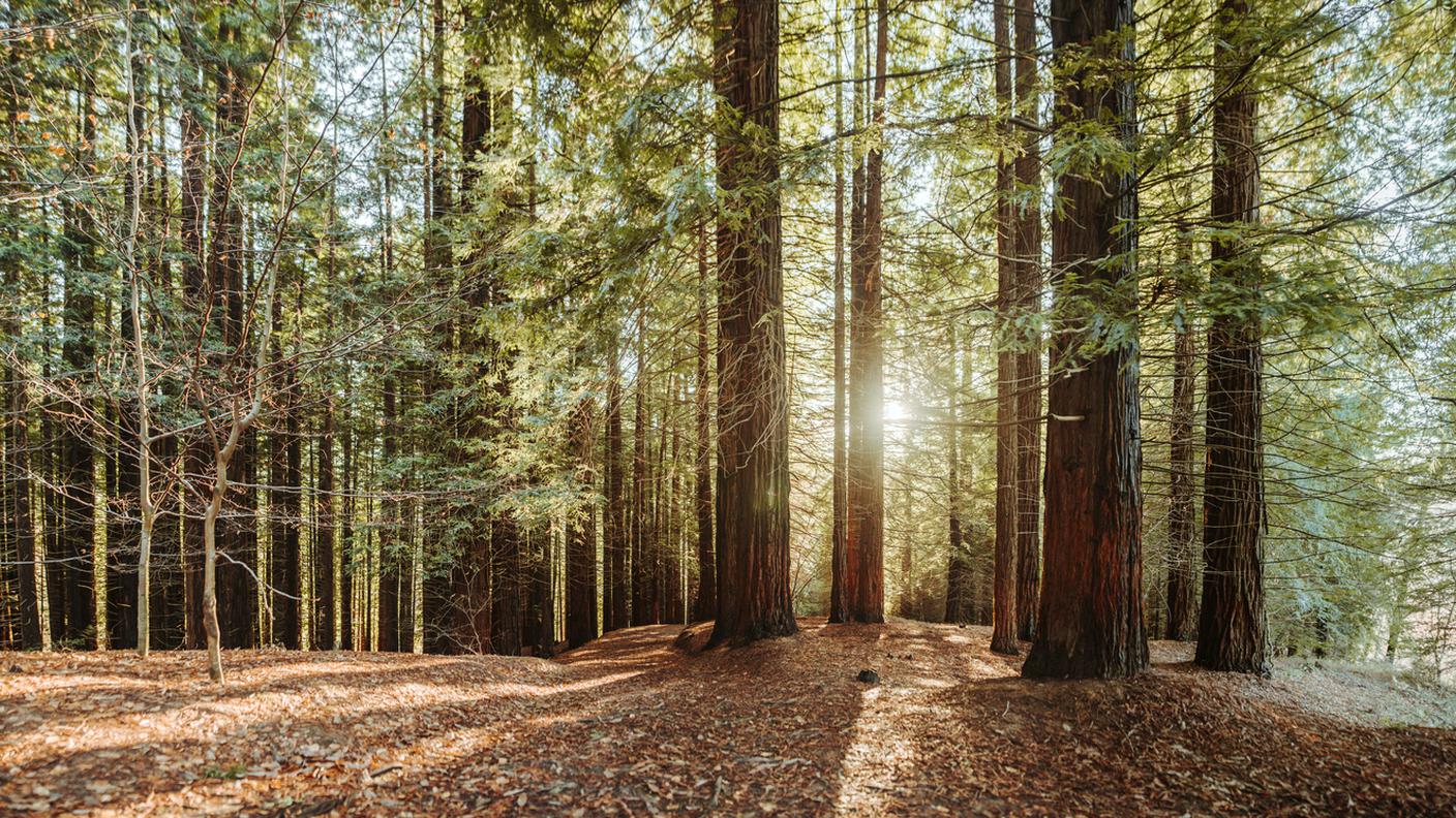 foresta di sequoie
