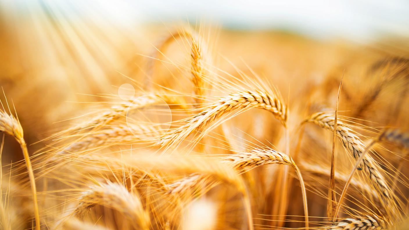 campo di grano