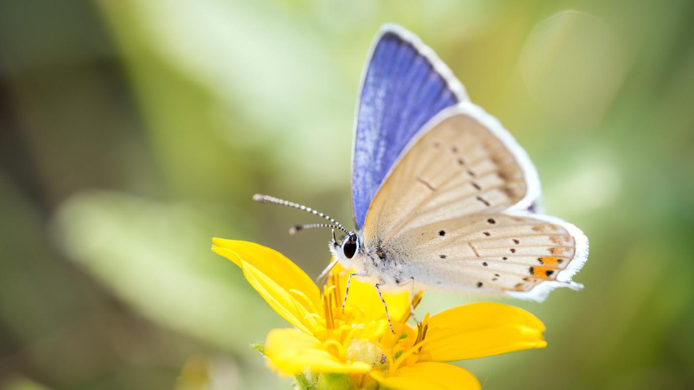 farfalla blu dalla coda corta o Cupido dalla coda