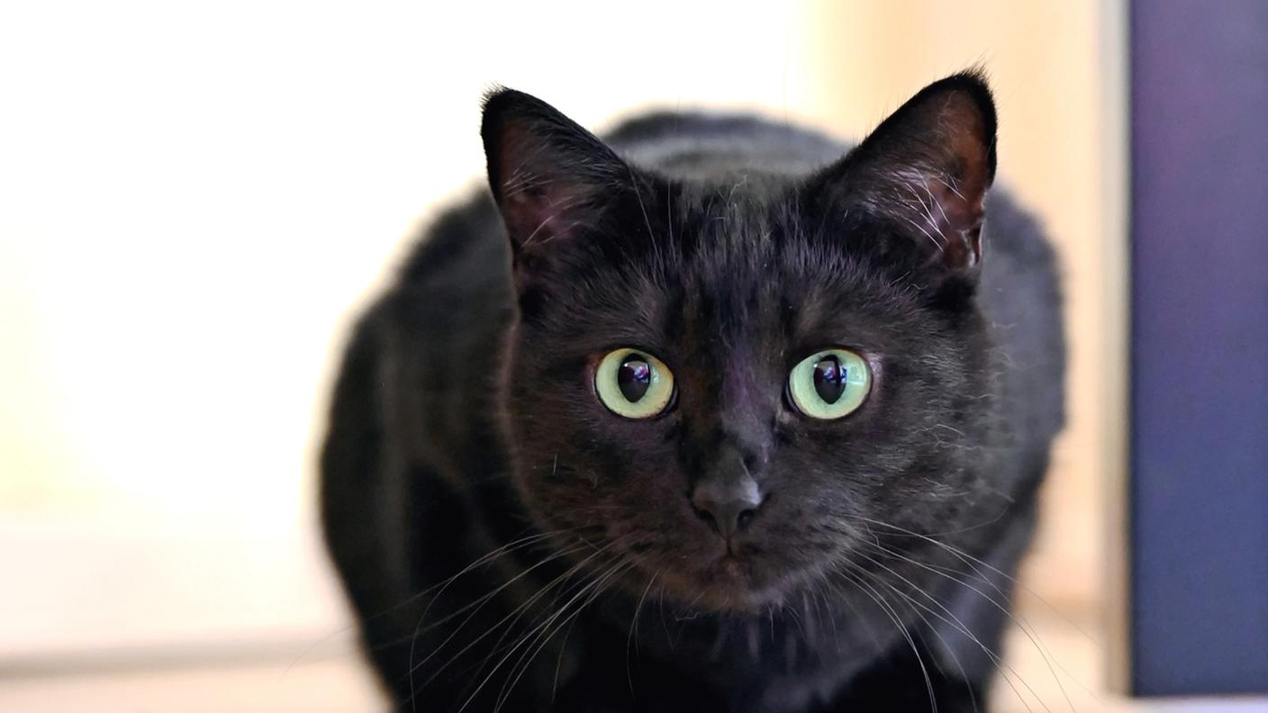 gatto nero