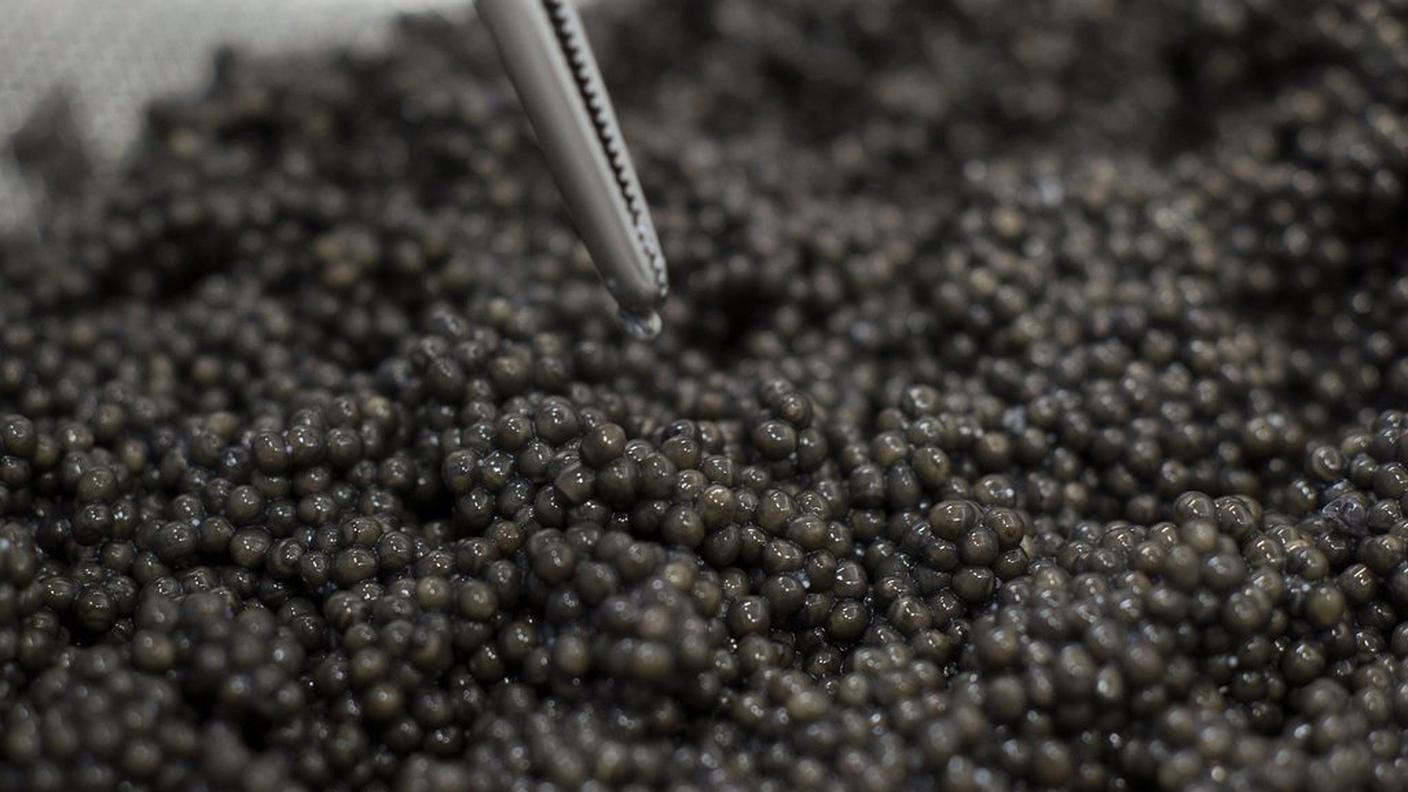 caviale