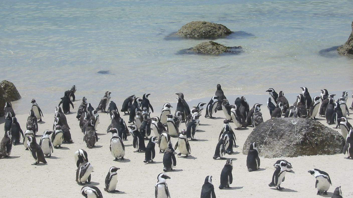 Pinguino, Spiaggia, Sole, Calore, Sud, Africa, Animale, Gruppo di animali