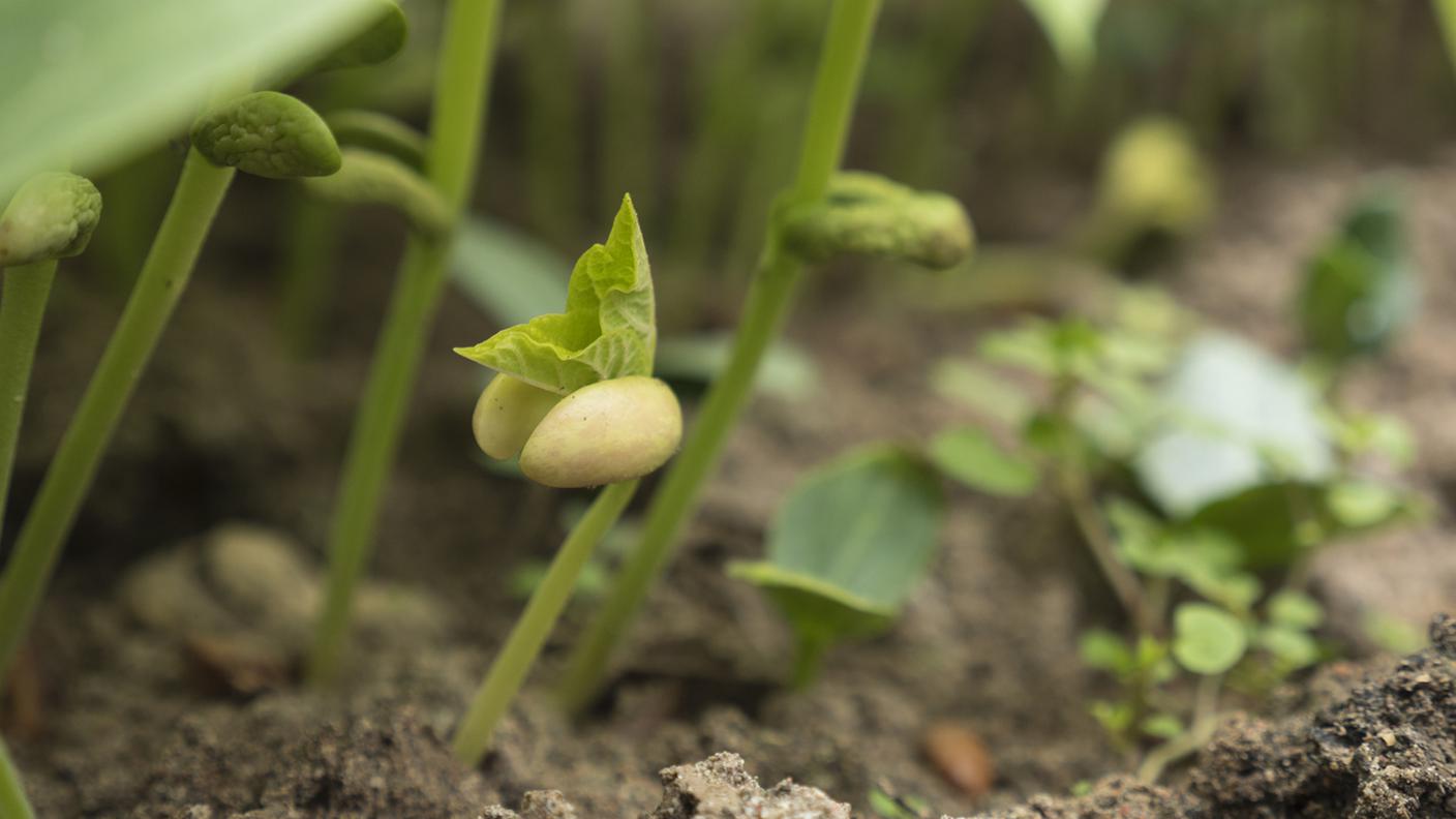 Germogli di fagioli di primavera