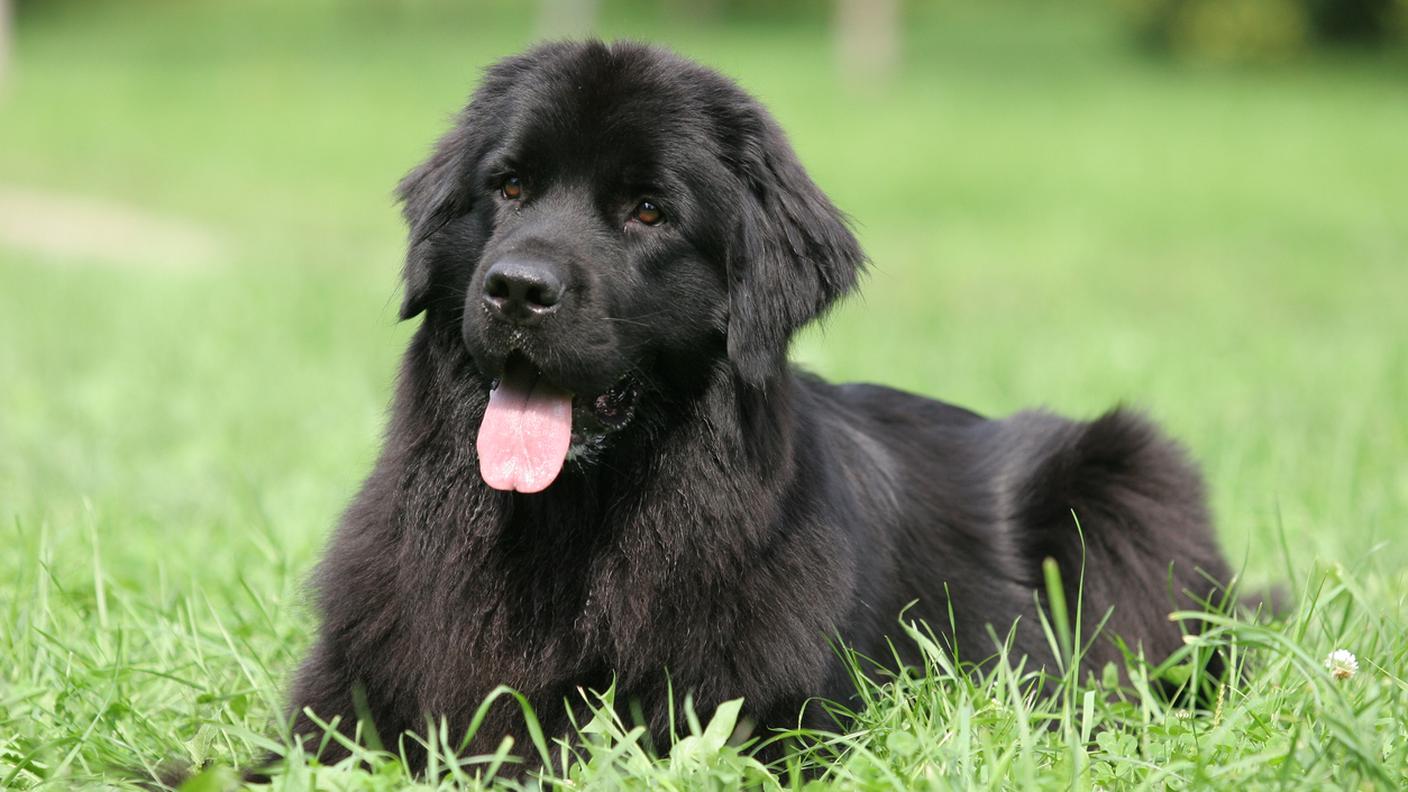Terranova, cane, razza