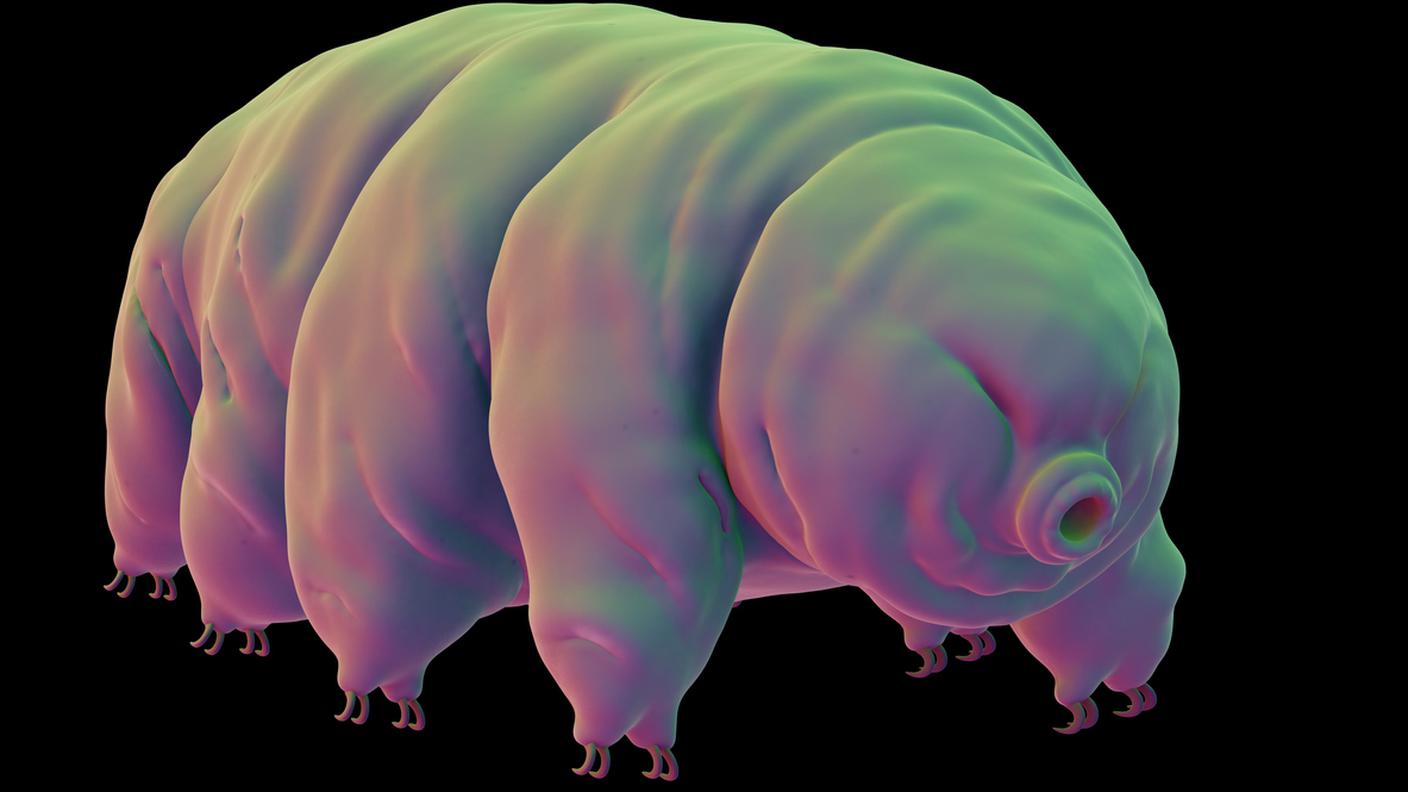 criptobiosi, Milnesium tardigradum, 2015, Acqua dolce, Animale, Animale selvatico