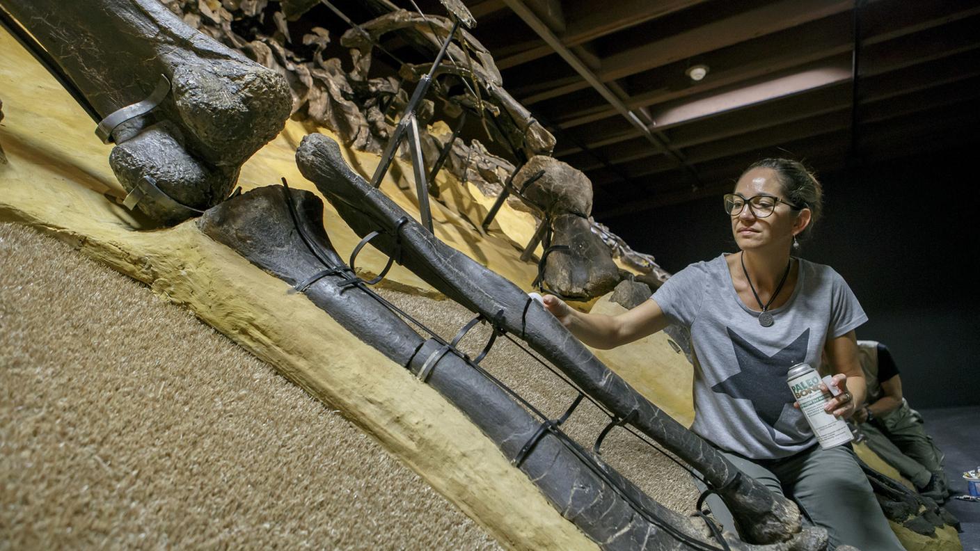 Aathal Museum Dinosaurier