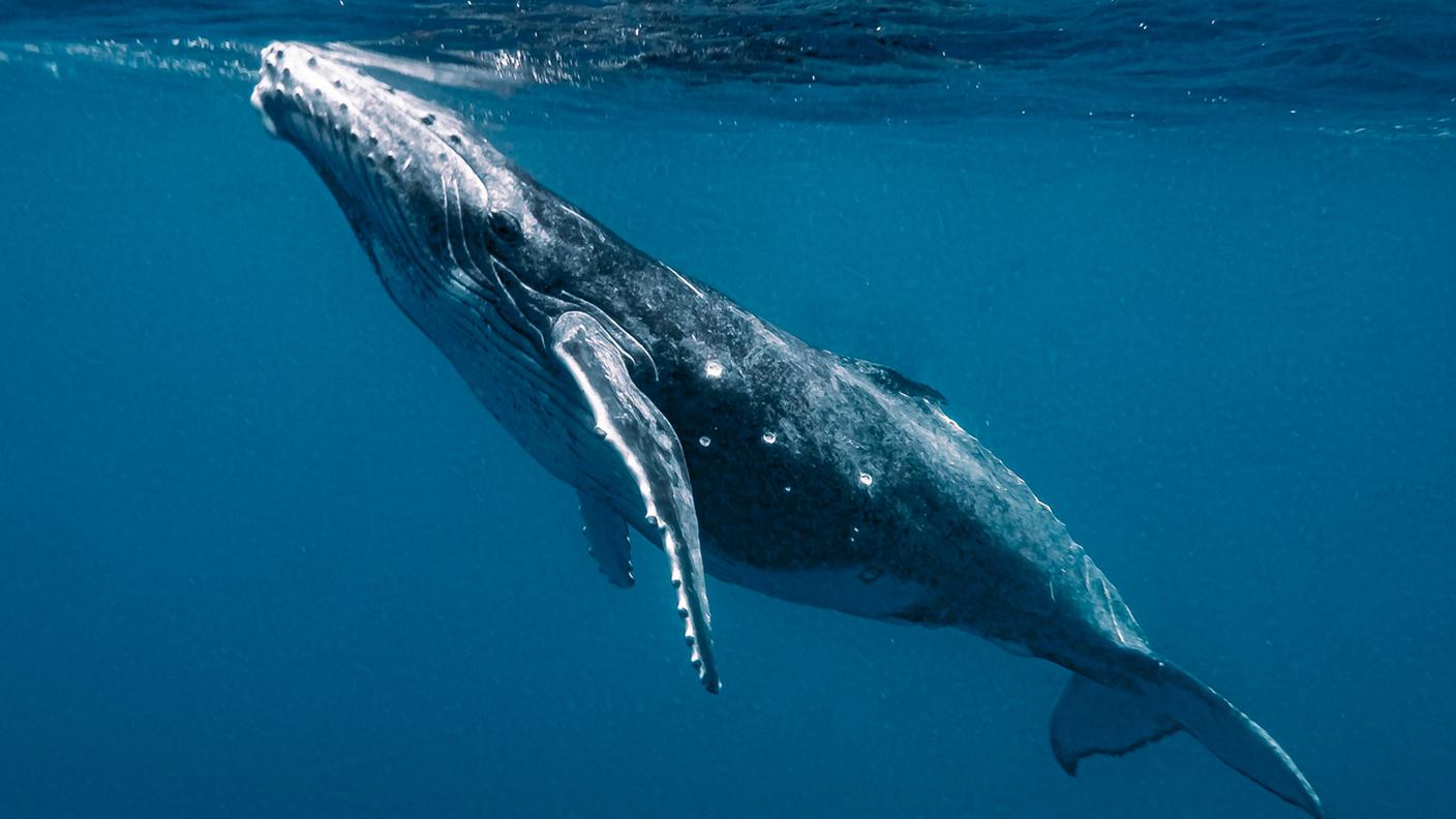 Balena 